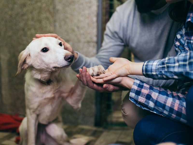 Consulenza pre adozione cani